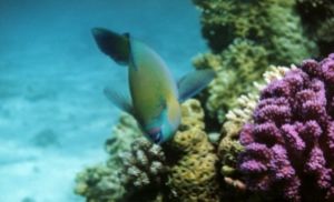 Parrotfish, Sharm el Sheikh, Ikelite Housing, Nikon F65,N... by Philip Norris 